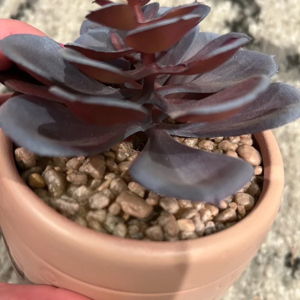 Ceramic vase with succulent plant spike